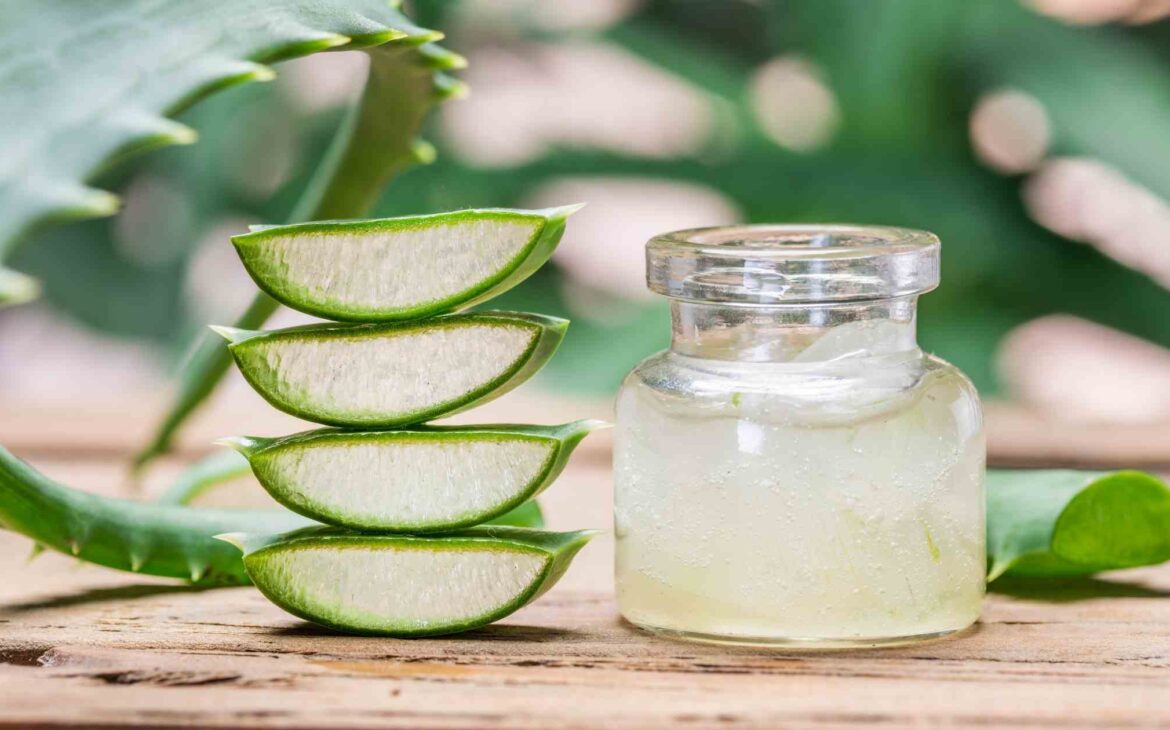 how often can use aloe vera on your dreadlocks? - htwdreads - how to grow healthy dreadlocks aloe vera for your dreads