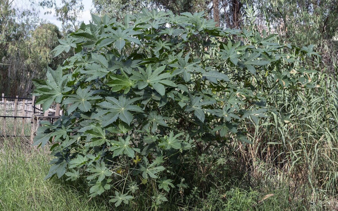 5 best castor oils for dreadlocks growth in 2026 castor plant (ricinus communis) — source of castor oil used for dreadlocks growth