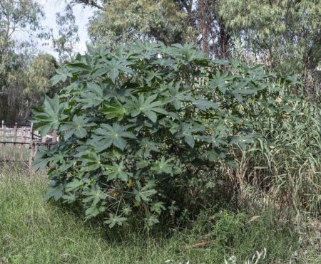 5 best castor oils for dreadlocks growth in 2026 castor plant (ricinus communis) — source of castor oil used for dreadlocks growth